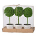 S/3 D3.5x9.5' Mini Faux Topiaries in Cream Pot Default -DTYStore