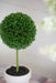 S/3 D3.5x9.5' Mini Faux Topiaries in Cream Pot Default -DTYStore