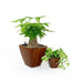 Set of 2 CATLEZA Cone Planters -DTYStore