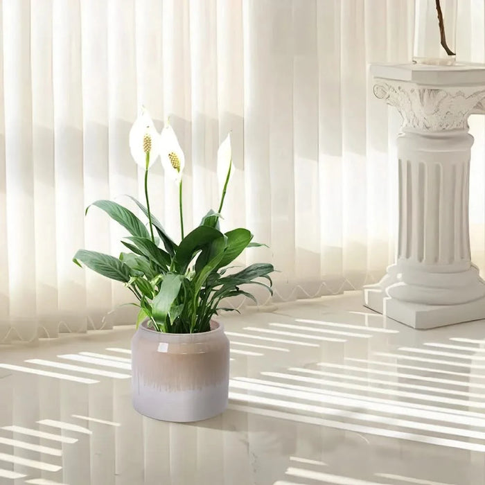 Set of 2 Gradient Ceramic Flowerpot, Modern Planter for Patio, Garden, Windowsill - White Brown Default -DTYStore