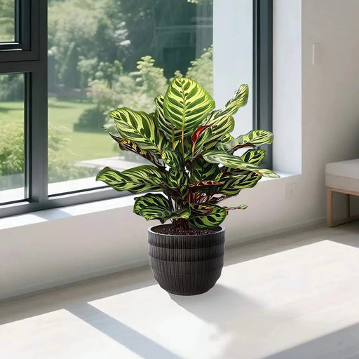 Set of 4 Fluted Ceramic Flowerpot, Modern Planter for Patio, Garden, Windowsill - Dark Coffee Default -DTYStore