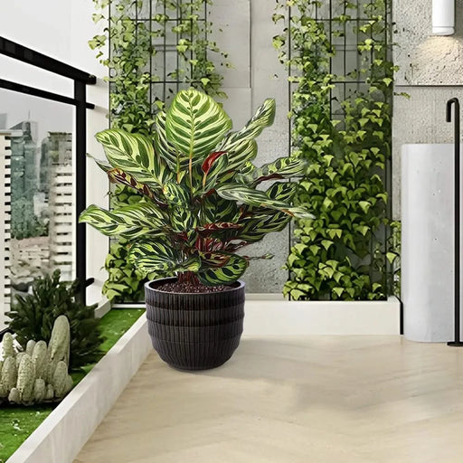 Set of 4 Fluted Ceramic Flowerpot, Modern Planter for Patio, Garden, Windowsill - Dark Coffee Default -DTYStore