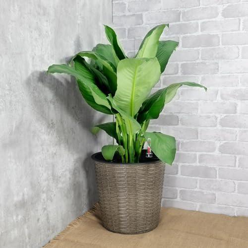 Catleza 13.4" Self-watering Wicker Decor Planter for Indoor and Outdoor - Round - Natural