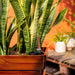 CATLEZA Rectangular Planter - DTYStore