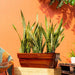 CATLEZA Rectangular Planter - DTYStore