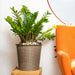 CATLEZA Round Wicker Planter - DTYStore